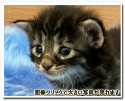 ノルウェージャンフォレストキャット