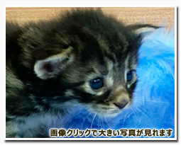 ノルウェージャンフォレストキャット