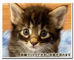 ノルウェージャンフォレストキャット