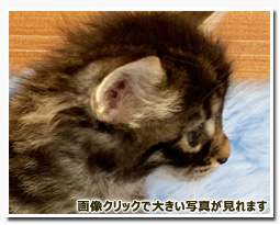 ノルウェージャンフォレストキャット