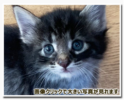 ノルウェージャンフォレストキャット