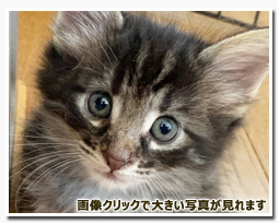 ノルウェージャンフォレストキャット