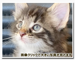 ノルウェージャンフォレストキャット