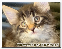 ノルウェージャンフォレストキャット