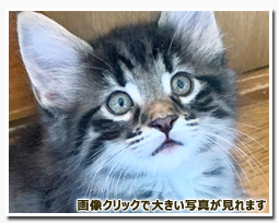 ノルウェージャンフォレストキャット