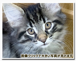 ノルウェージャンフォレストキャット