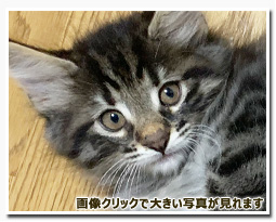 ノルウェージャンフォレストキャット