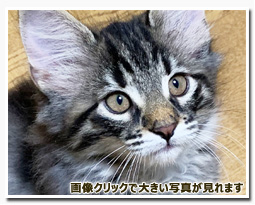 ノルウェージャンフォレストキャット