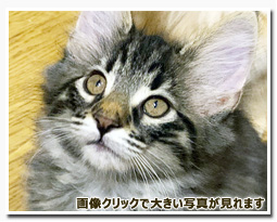 ノルウェージャンフォレストキャット