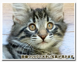 ノルウェージャンフォレストキャット