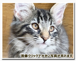 ノルウェージャンフォレストキャット