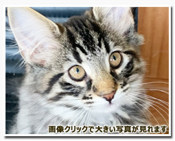 ノルウェージャンフォレストキャット