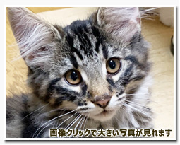 ノルウェージャンフォレストキャット