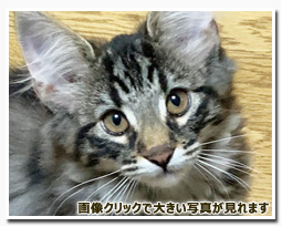 ノルウェージャンフォレストキャット