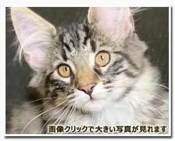 ノルウェージャンフォレストキャット