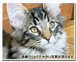 ノルウェージャンフォレストキャット