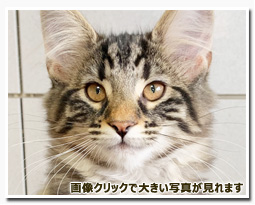 ノルウェージャンフォレストキャット