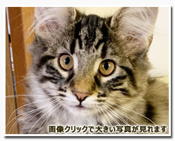 ノルウェージャンフォレストキャット