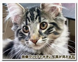 ノルウェージャンフォレストキャット