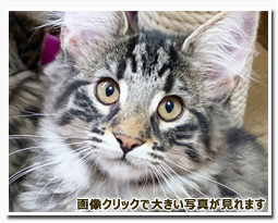 ノルウェージャンフォレストキャット