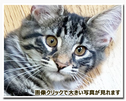 ノルウェージャンフォレストキャット