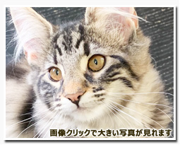 ノルウェージャンフォレストキャット