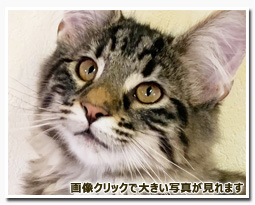 ノルウェージャンフォレストキャット