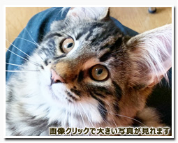 ノルウェージャンフォレストキャット