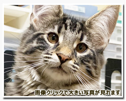 ノルウェージャンフォレストキャット