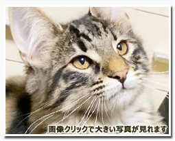 ノルウェージャンフォレストキャット