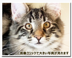 ノルウェージャンフォレストキャット