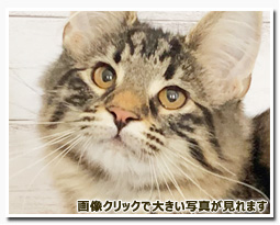 ノルウェージャンフォレストキャット