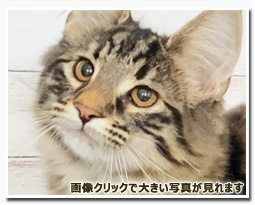 ノルウェージャンフォレストキャット