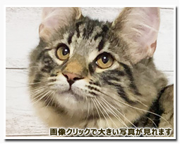 ノルウェージャンフォレストキャット