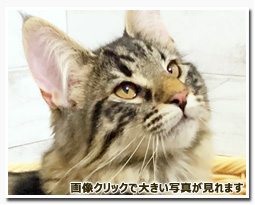 ノルウェージャンフォレストキャット