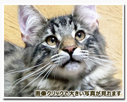 ノルウェージャンフォレストキャット