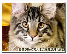 ノルウェージャンフォレストキャット