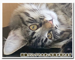 ノルウェージャンフォレストキャット