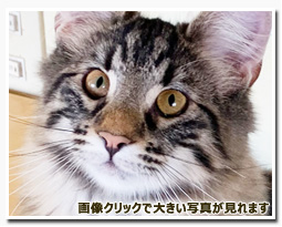 ノルウェージャンフォレストキャット