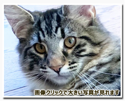 ノルウェージャンフォレストキャット