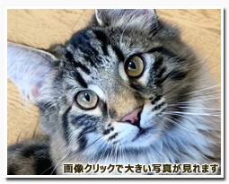 ノルウェージャンフォレストキャット