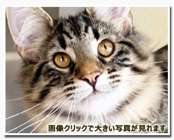 ノルウェージャンフォレストキャット