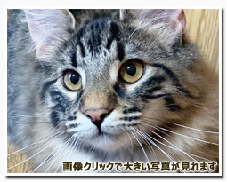 ノルウェージャンフォレストキャット