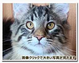 ノルウェージャンフォレストキャット