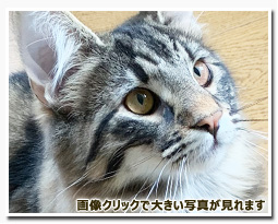 ノルウェージャンフォレストキャット