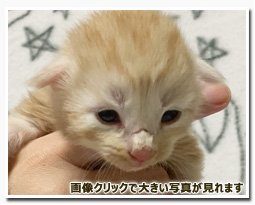 ノルウェージャンフォレストキャット