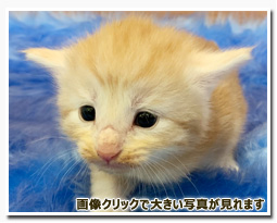 ノルウェージャンフォレストキャット