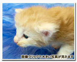 ノルウェージャンフォレストキャット