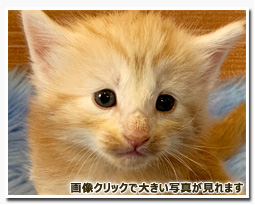 ノルウェージャンフォレストキャット