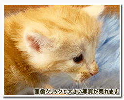 ノルウェージャンフォレストキャット